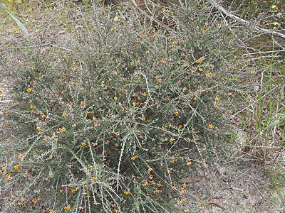 Dillwynia sparsifolia plnt Denzel Murfet Monarto CP